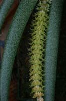Oberonia myosuris 100308 (200)
