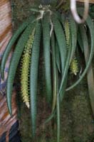 Oberonia myosuris 100308 (202)