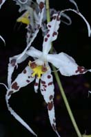 Odontoglossum cirrhosum 090308 (304)