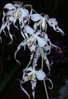 Odontoglossum cirrrhosum 090308 (303)
