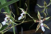 Odontoglossum constrictum 090308 (305)