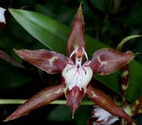 Odontoglossum cristatellum 090308 (301)
