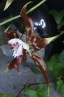 Odontoglossum cristatellum 090308 (302)