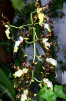 Odontoglossum maculatum 090308 (306)
