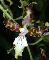 Odontoglossum maculatum 090308 (307)
