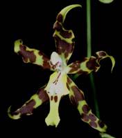 Odontoglossum odoratissimum 090308 (178)