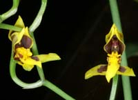 Odontoglossum ramulosum 100308 (27)