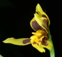 Odontoglossum ramulosum 100308 (28)