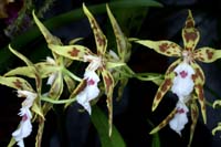 Odontoglossum sanderianum 090308 (299)