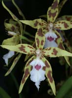 Odontoglossum sanderianum 090308 (300)