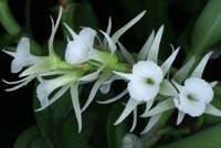 Oeoniella aphrodite 090308 (161)