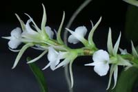 Oeoniella aphrodite 090308 (162)