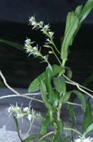 Oeoniella aphrodite 090308 (163)