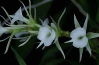 Oeoniella aphrodite 090308 (165)