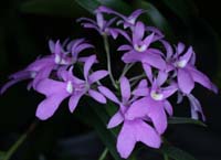 Oerstedella centradenia 090308 (320)