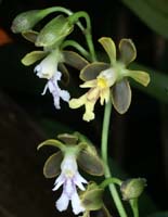 Oerstedella exasperata 090308 (321)
