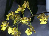 Oncidium cavendischianum 090308 (32)