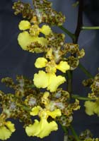 Oncidium cavendischianum 090308 (33)