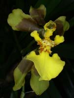Oncidium longipes 090308 (74)