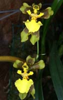 Oncidium longipes 090308 (75)