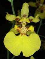 Oncidium lykaiasii 090308 (294)