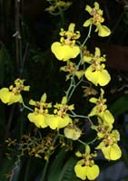 Oncidium lykaiasii 090308 (295)