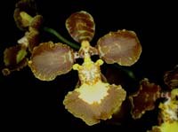 Oncidium praetextum 090308 (41)