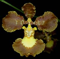 Oncidium praetextum 090308 (42)