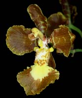 Oncidium praetextum 090308 (43)