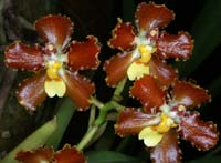 Otoglossum coronarium 090308 (66)
