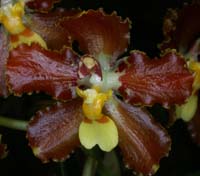 Otoglossum coronarium 090308 (67)