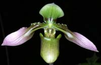 Paphiopedilum cerveranum 090308 (270)