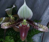 Paphiopedilum dayanum 090308 (274)