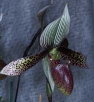 Paphiopedilum dayanum 090308 (276)