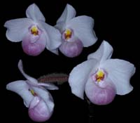 Paphiopedilum delenatii 100308 (87)