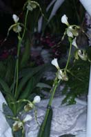 Paphiopedilum dianthum 090308 (285)
