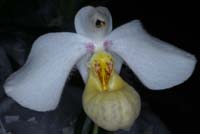 Paphiopedilum emersonii 090308 (252)