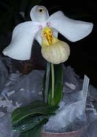 Paphiopedilum emersonii 090308 (255)