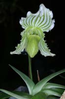 Paphiopedilum fairrieanum album 090308 (261)