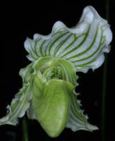 Paphiopedilum fairrieanum album 090308 (262)