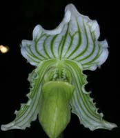 Paphiopedilum fairrieanum album 090308 (263)