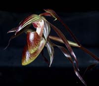 Paphiopedilum gardineri (1)