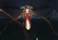 Paphiopedilum gardineri (2)
