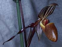 Paphiopedilum gardineri 090308 (281)