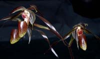 Paphiopedilum gardineri 100308 (163)