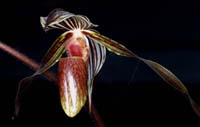 Paphiopedilum gardineri 100308 (164)