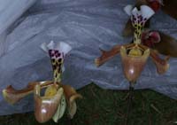 Paphiopedilum gratrixianum 090308 (11)