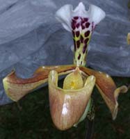 Paphiopedilum gratrixianum 090308 (12)