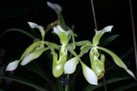 Paphiopedilum haynaldianum album 090308 (273)