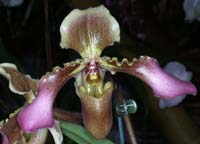 Paphiopedilum hirsutissimum 100308 (53)